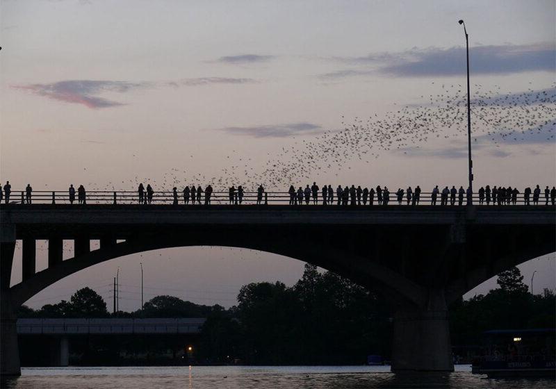 得克萨斯州奥斯汀市，蝙蝠飞过大桥