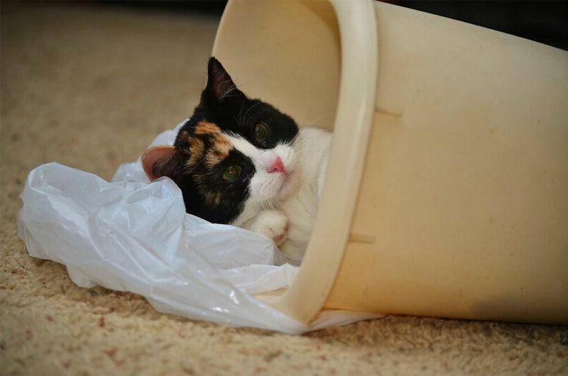 垃圾桶里的猫