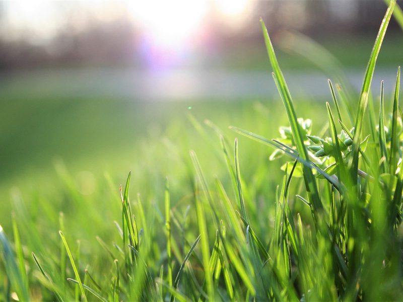 4 Easy Lawn Care Tips for Texas Homeowners